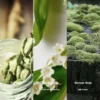 No.71 Inspiré par le parfum Vodka On The Rocks 7 Fragrance composition of Kilian Vodka on the Rocks: top notes of aldehydes, cardamom, coriander; heart notes of rhubarb, rose, lily of the valley; base notes of ambroxan, sandalwood, oakmoss.